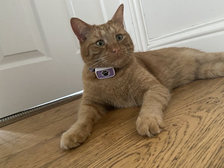 A cat wearing the Meowtion collar